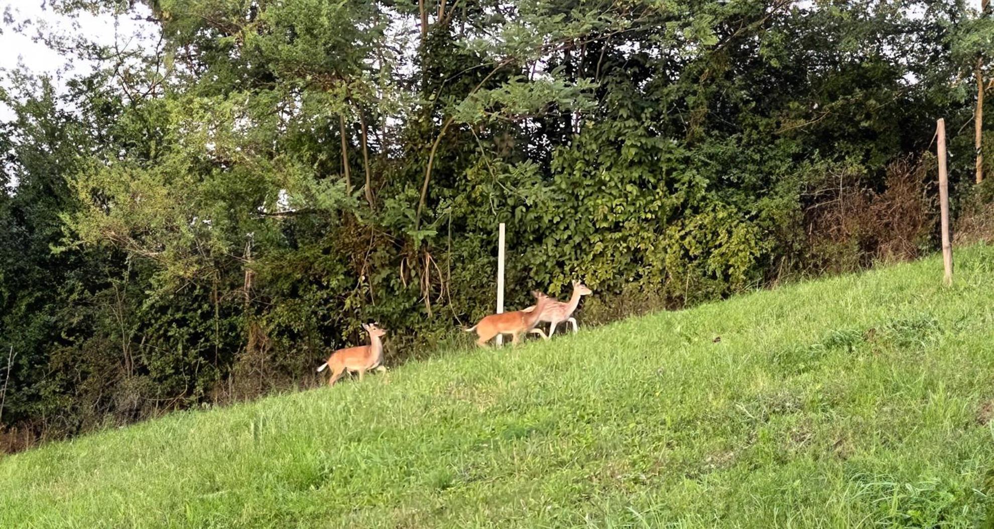 Ville Pacetina Lepajci Zewnętrze zdjęcie